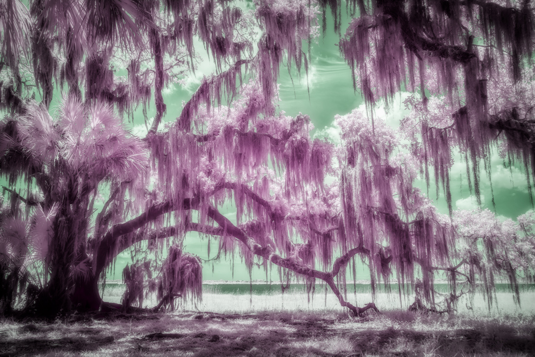 Myakka-River-State-Park---1.1.jpg