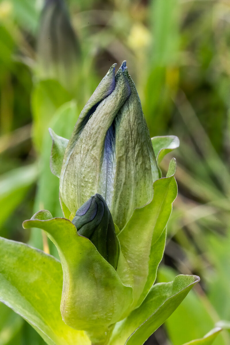 Nascent-Gentian.jpg