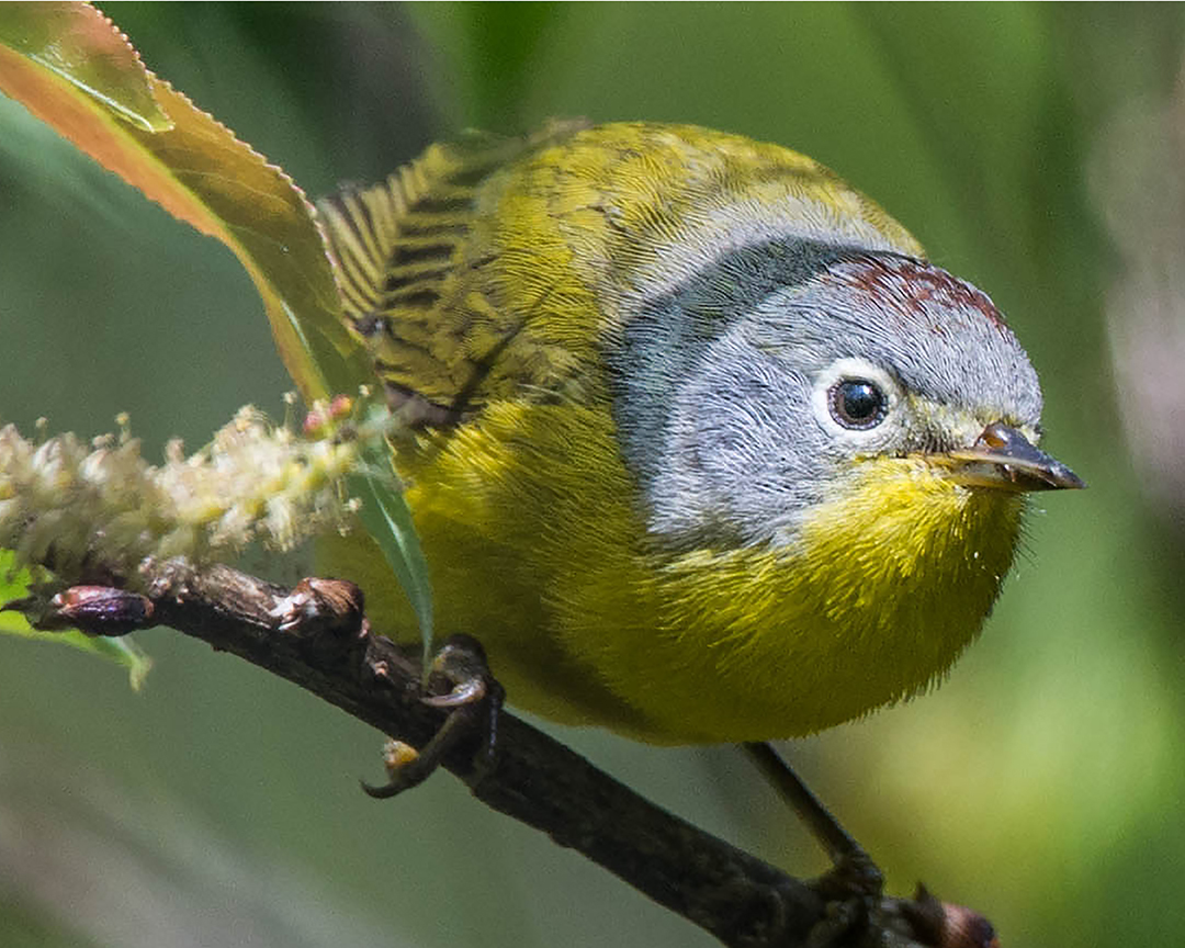 Nashville Warbler 2.jpg