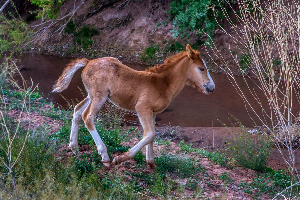 Navajo Colt, Canyon de Chelly.jpg