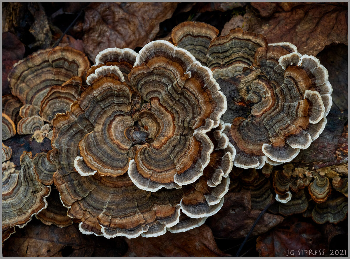 ncfungus2.jpg