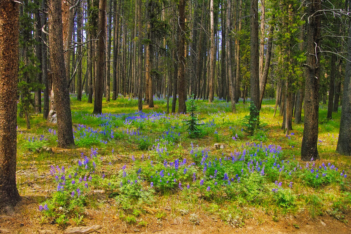 near Tincup CO.jpg