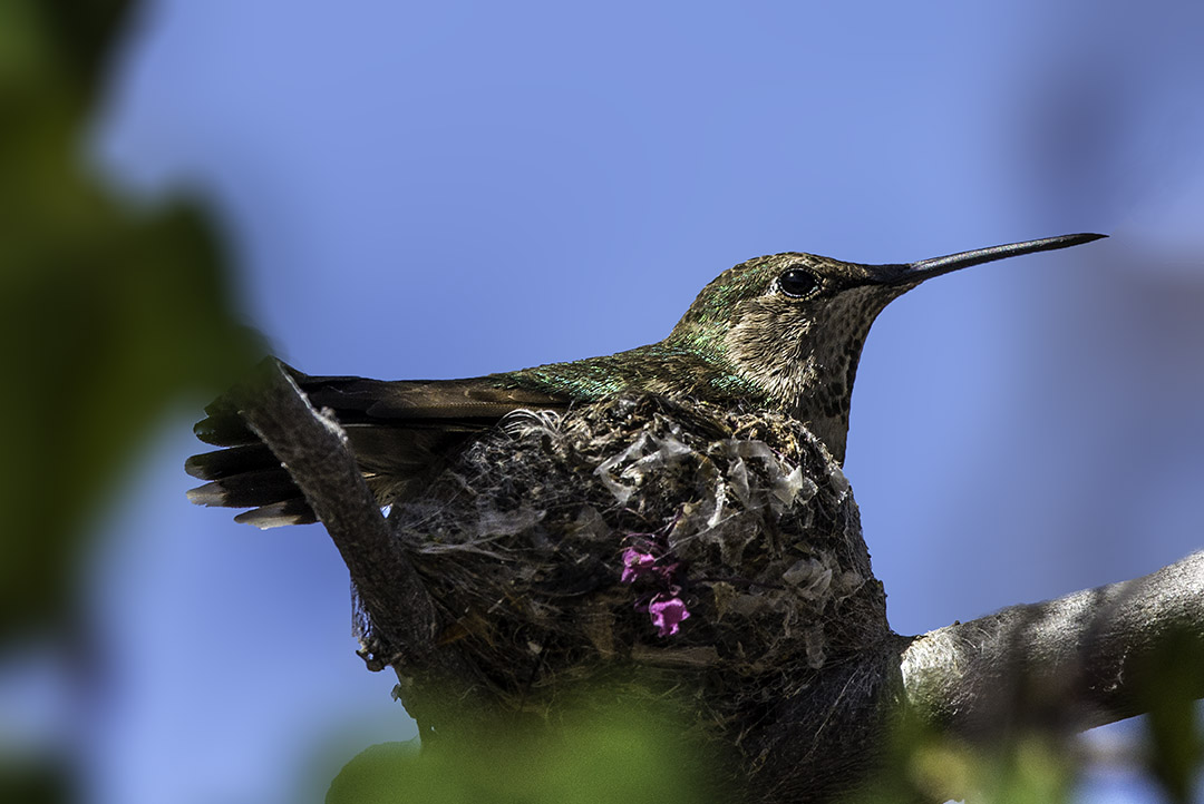 Nesting humingbird.jpg