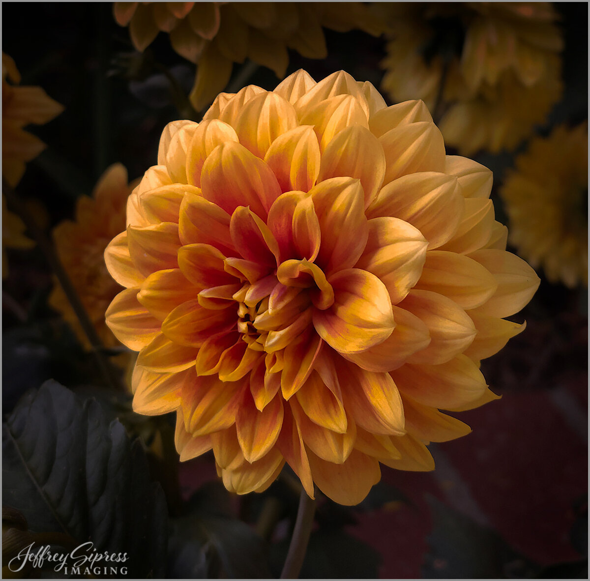 newdahlia1.jpg