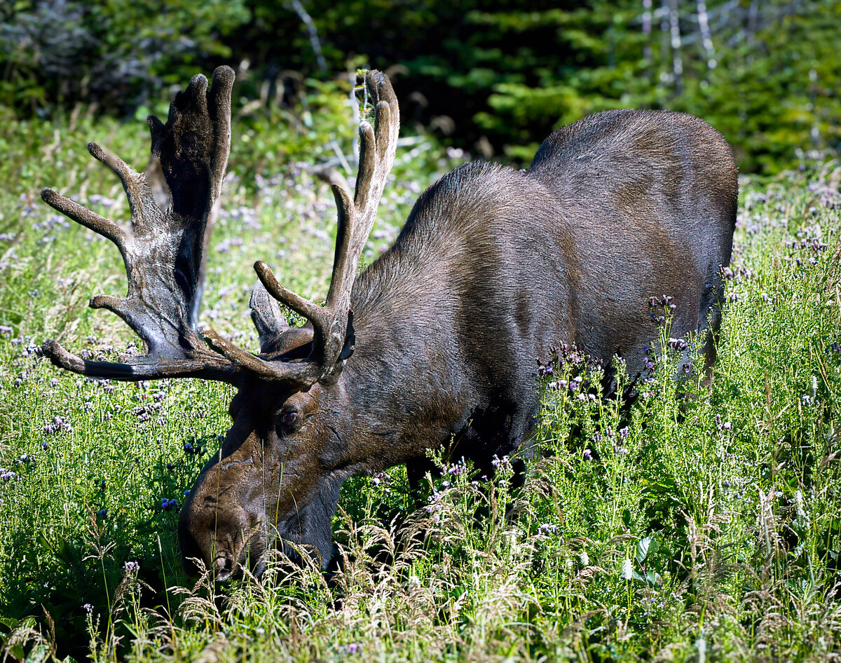 Newfie Bull Moose.jpg