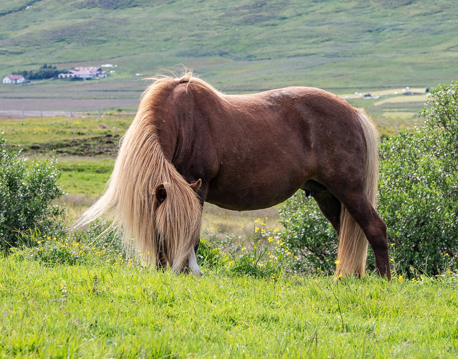 Nice Mane.jpg