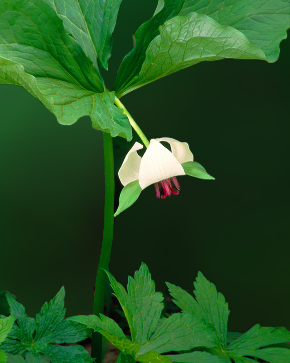 nodding trillium V.jpg