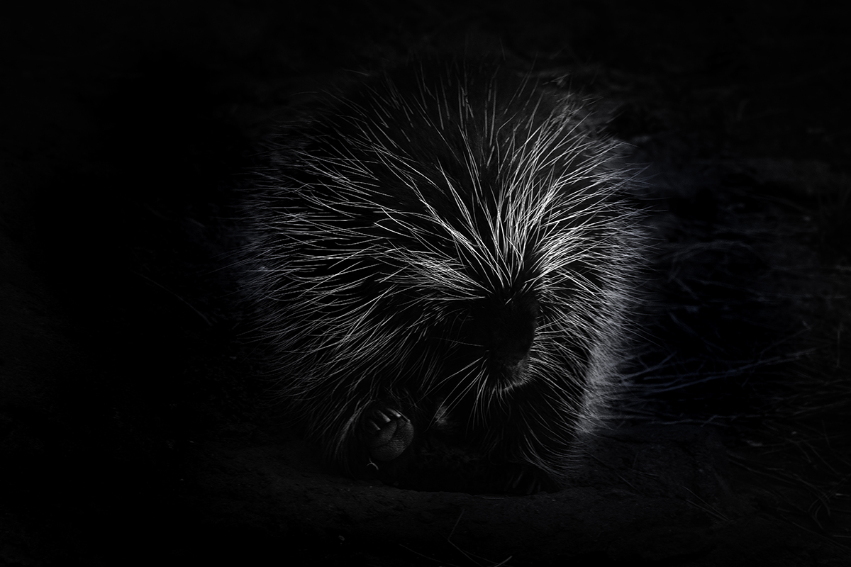 North American porcupine.jpg