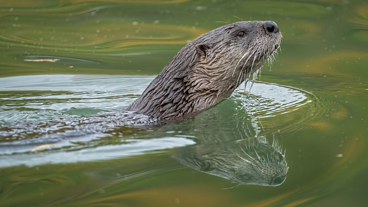 North American river otter-8959-Edit.JPG