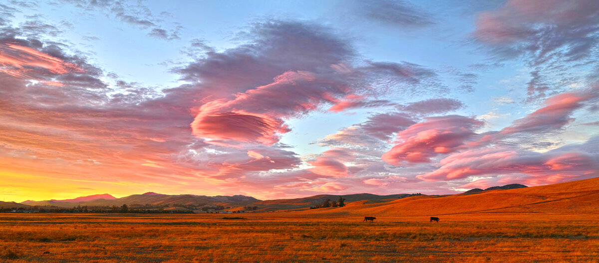 north country pinks -Sat40.w15.jpg