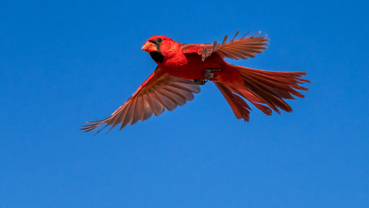Northern cardinal-04042-Edit.jpg