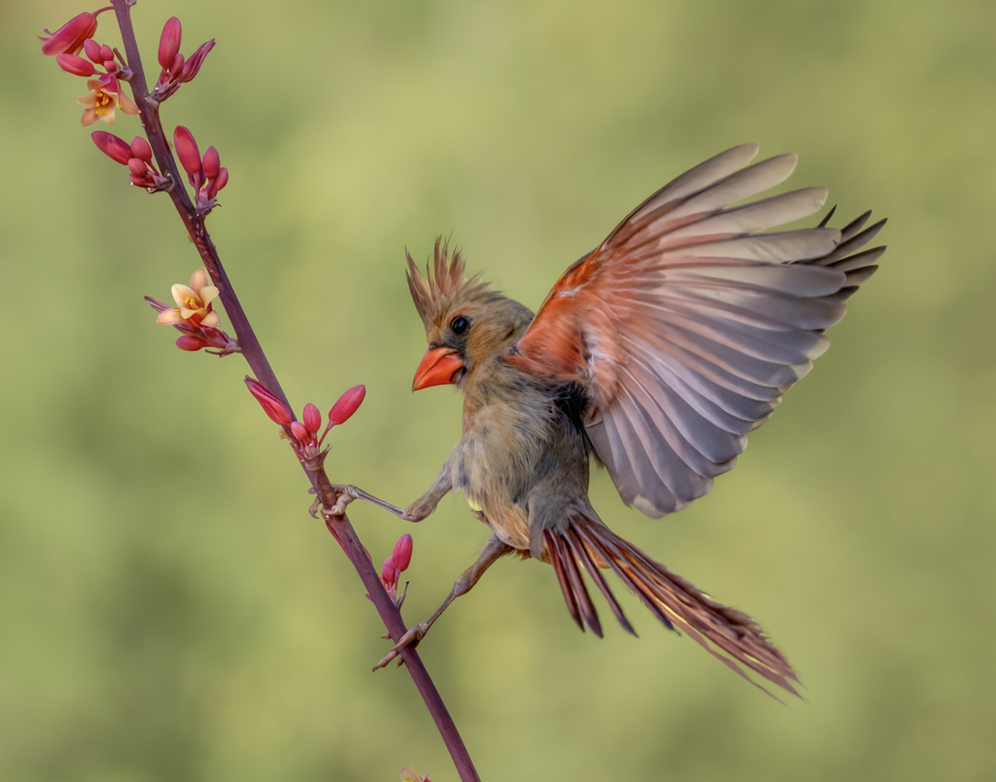 Northern Cardinal-05052-Edit.jpg