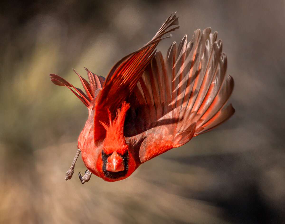 Northern Cardinal-08418-Edit.jpg