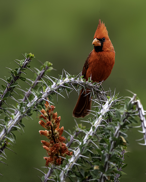 Northern Cardinal.jpg
