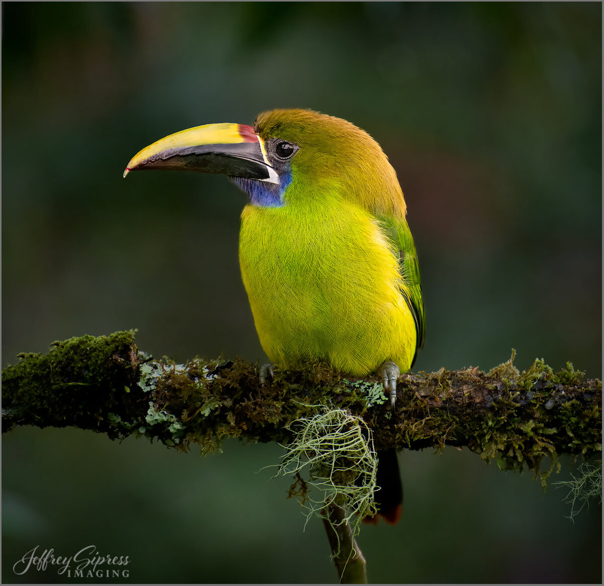northern-emerald-toucanet.jpg