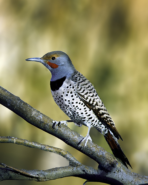 Northern Flicker.jpg
