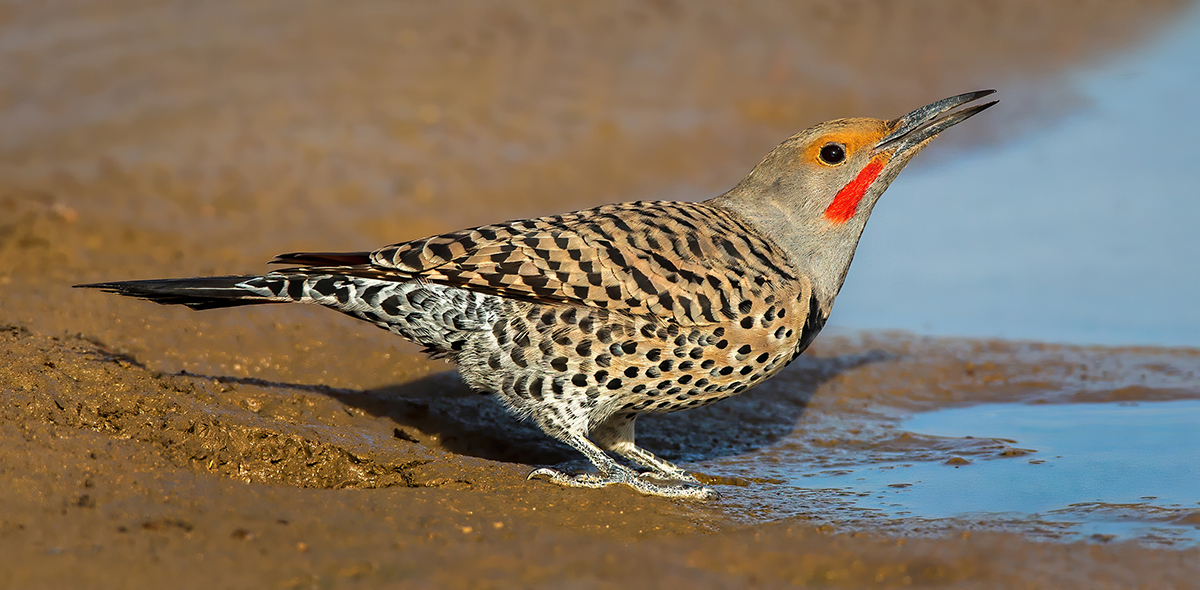 Northern Flicker Lifts head to swallow.jpg