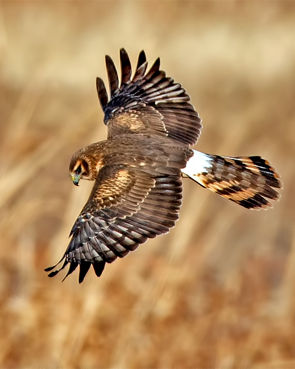 Northern Harrier Hawk flying.jpg