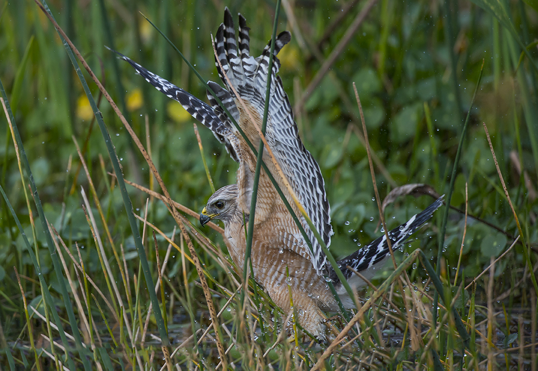 Northern Harrier Hawk Hunting, FL.jpg