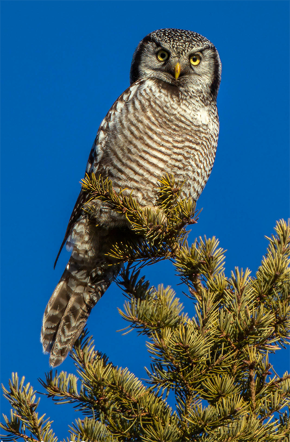 Northern Hawk Owl, British Columbia, Canada.png