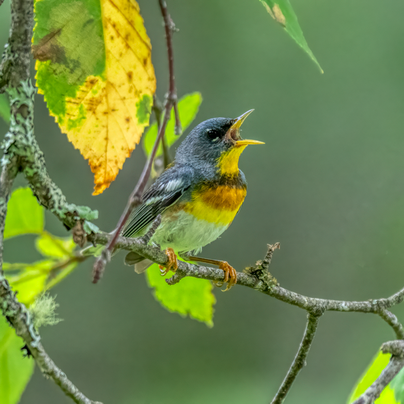 Northern Parula-08272-Edit.png
