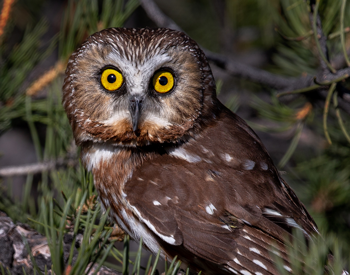 Northern saw-whet owl.jpg