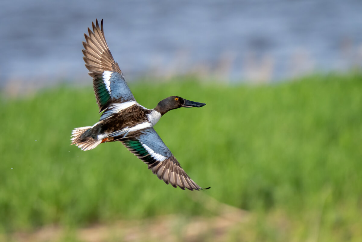Northern shoveler-06019-Edit.jpg