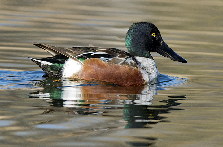 Northern Shoveler II.jpg