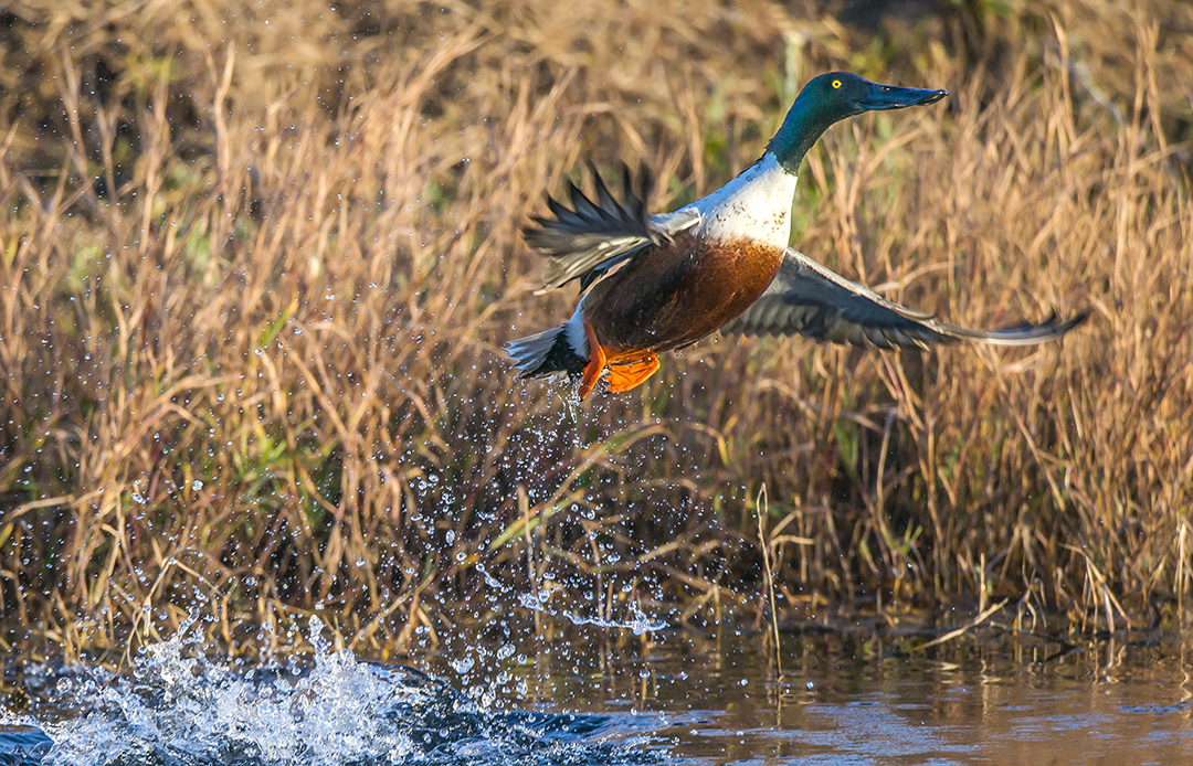 Northern Shoveler takeoff.jpg