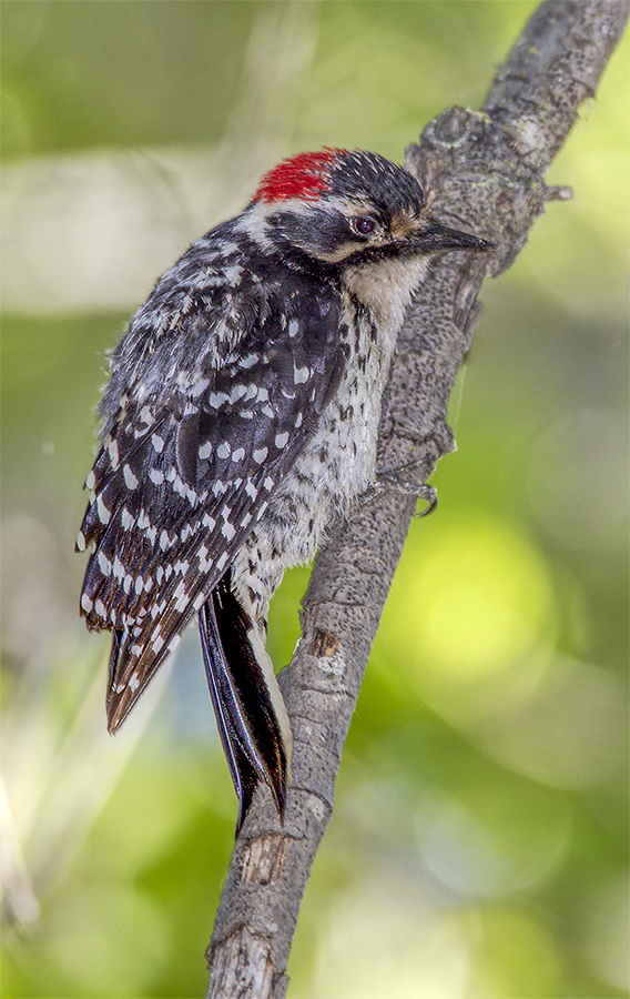 Nuttall's Woodpecker.jpg