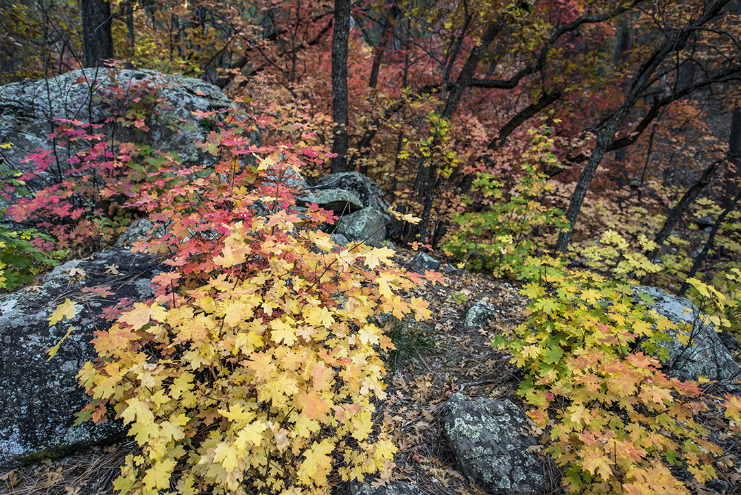 Oak Creek Canyon (1 of 1).jpg