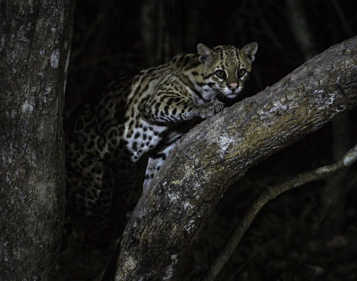 Ocelot-06780-Edit.jpg