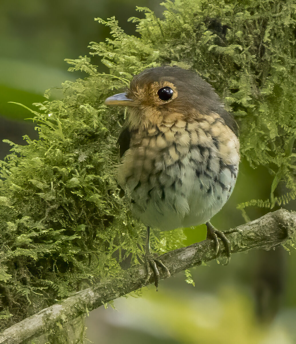 Ochre-breasted Antpitta PA252689-Edit.jpg