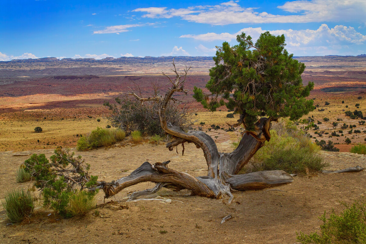 Old Juniper.jpg