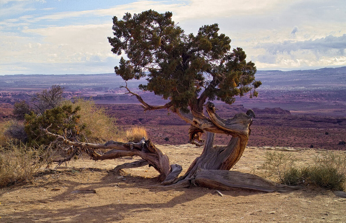 old Juniper.jpg