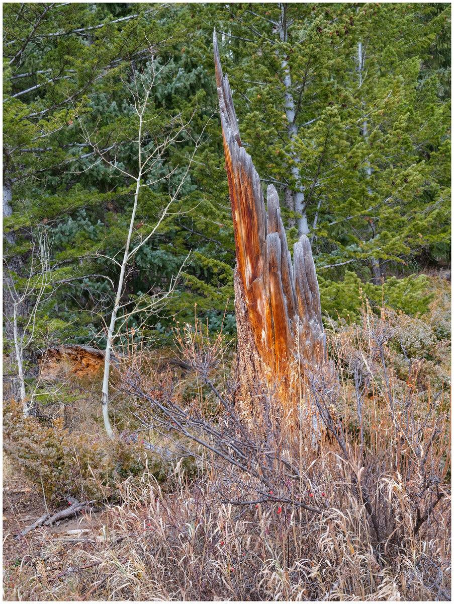Old Snag.jpg