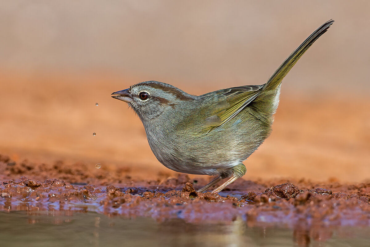 Olive sparrow 1800.jpg