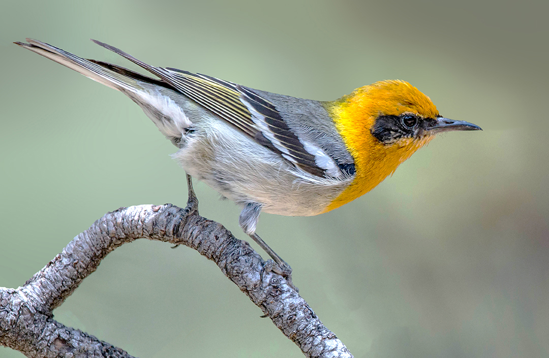 Olive Warbler  II.jpg