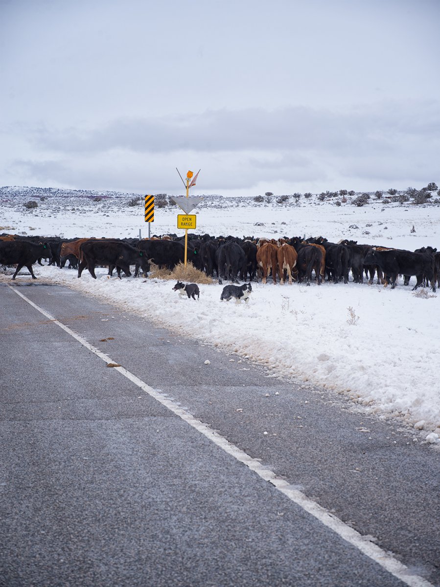 Open-Range.jpg