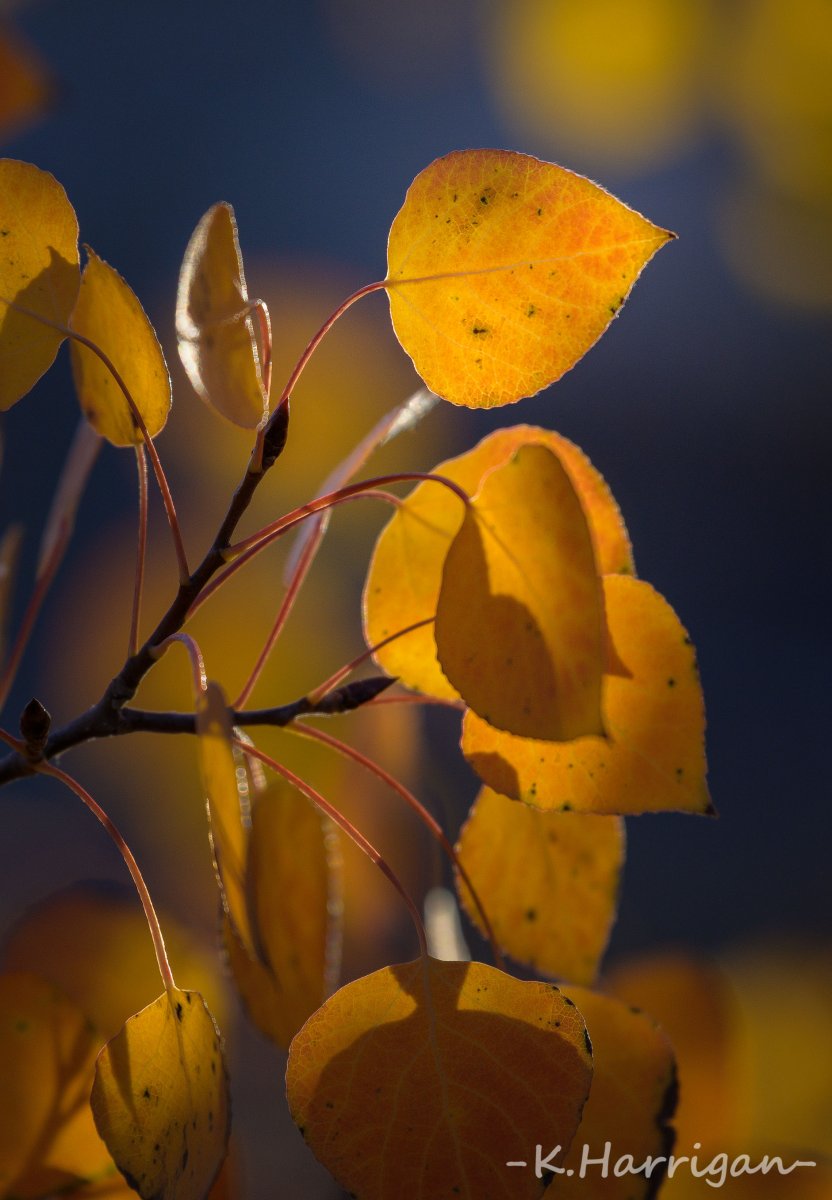 Orange on Blue and Gold.jpg