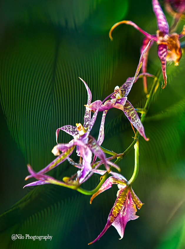 Orchid 1.jpg