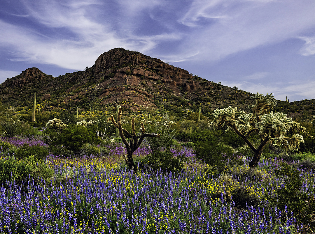 Organ Pipe Dawn II-Edit.jpg