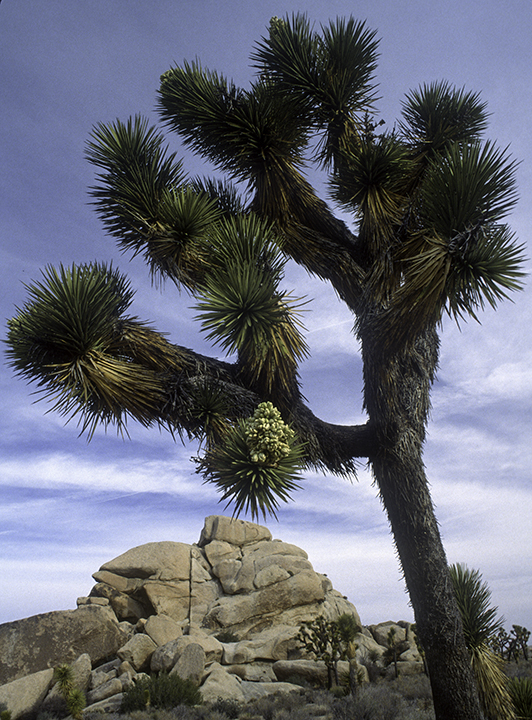 original joshua tree.jpg
