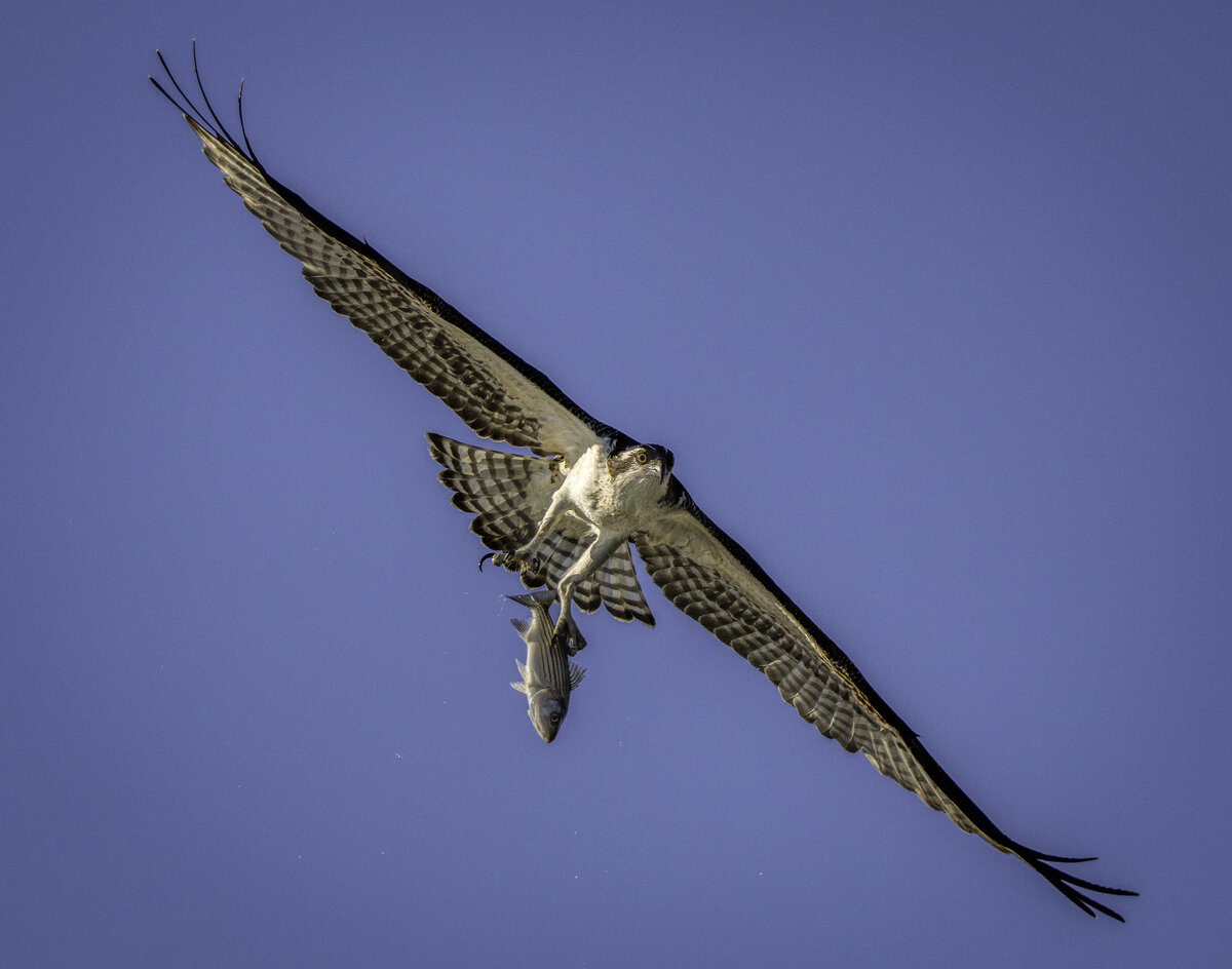 Osprey-01698-Edit.jpg