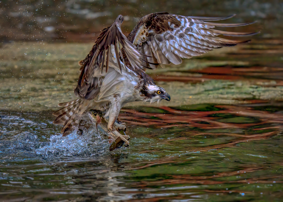 Osprey-04800-Edit-Edit.png