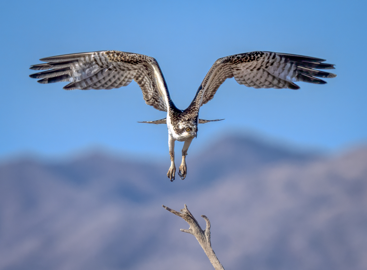 Osprey-08546-Edit-2.jpg
