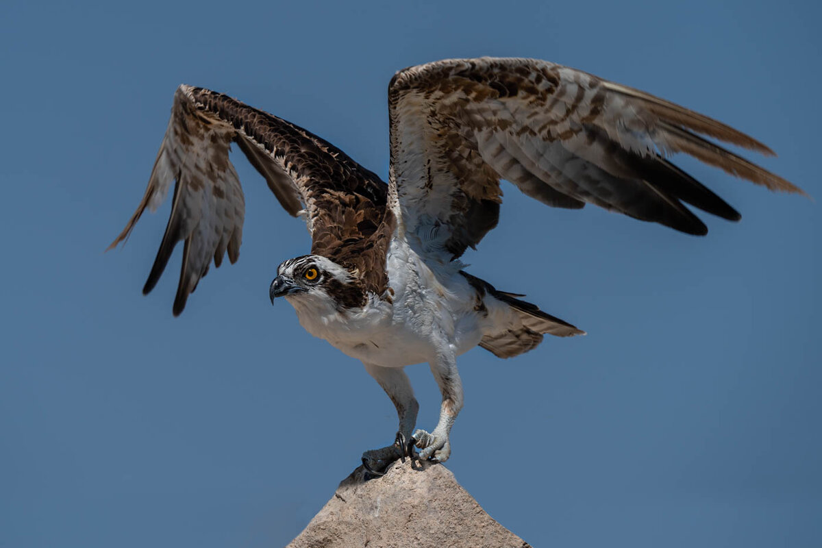 Osprey-6841-Edit.jpg