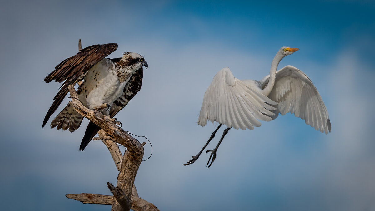 Osprey n Egret-8358-Edit.jpg