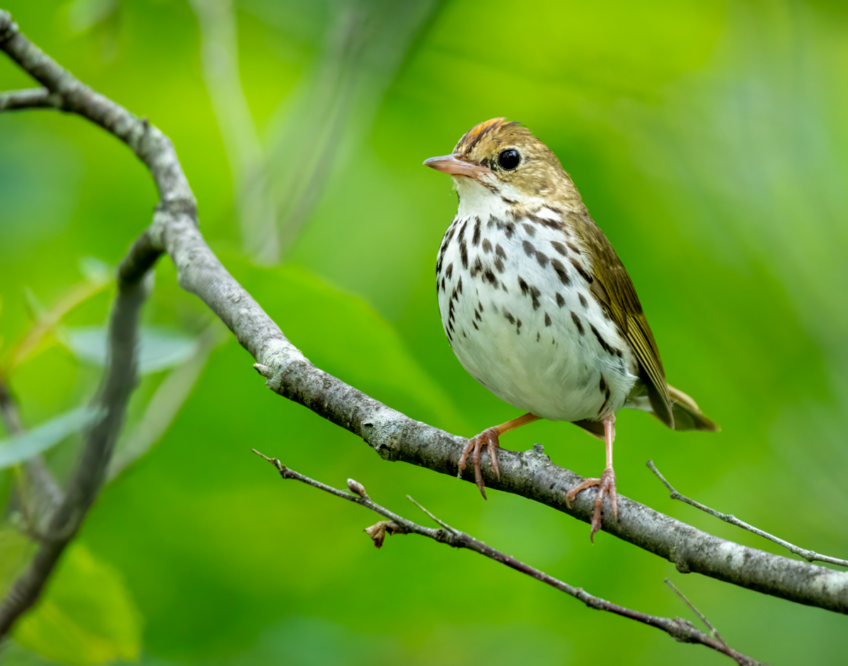 Ovenbird-03130-Edit.png
