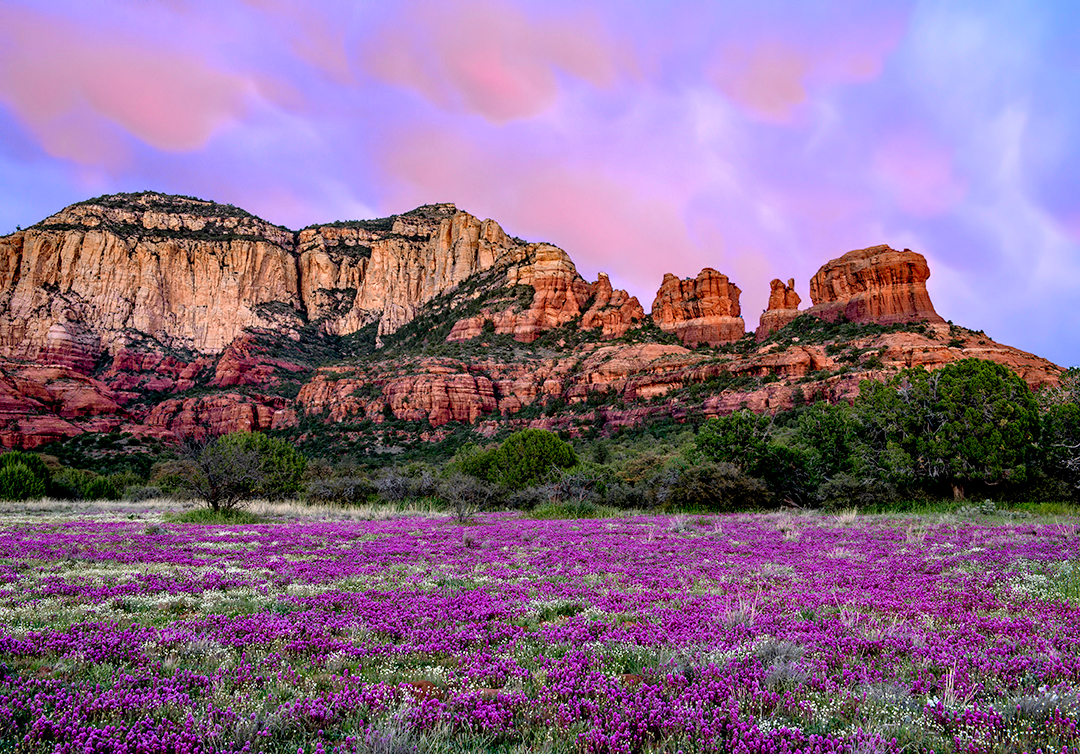 Owl Clover and red rocks and clouds.jpg